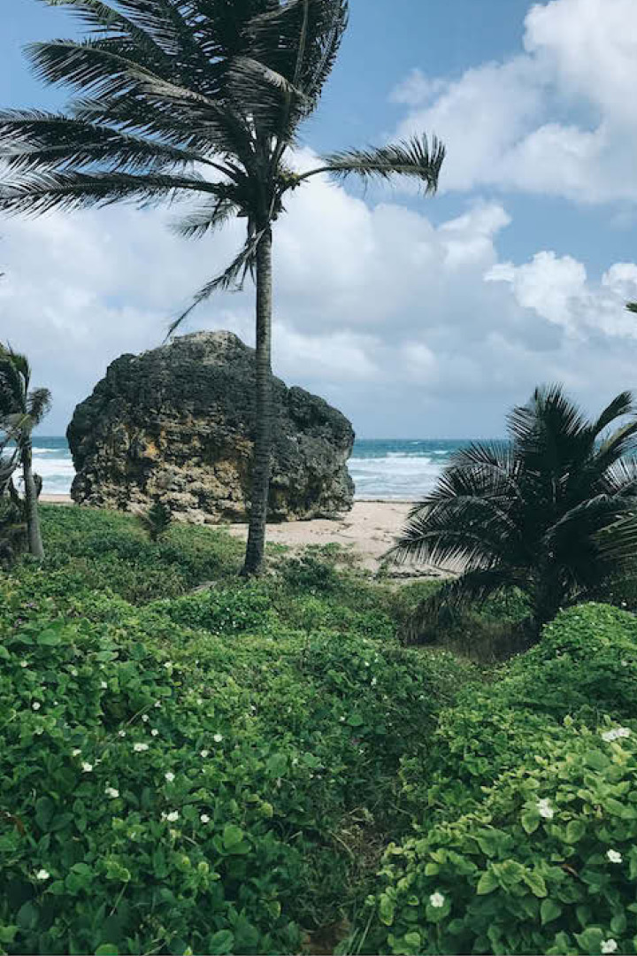 Barbados Palm beach